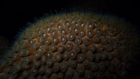 Great Star Coral Sep 13, 2017. Bari Reef, night dive, Bonaire.
We have seen this coral in various colors, like lavender blue and brown. During the day the polyps are not visible. In this spotting I show the polyps feeding during the night. Caribbean Netherlands,Geotagged,Great star coral,Montastraea cavernosa,Summer
