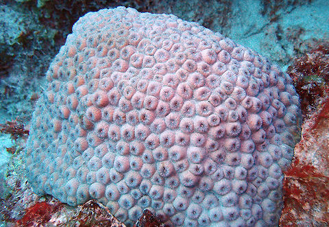 Great Star Coral Sep 10, 2017.  Oil Slick Leap, Bonaire.
This is to show a different color of this type of coral and how during the day the polyps are not exposed. Caribbean Netherlands,Geotagged,Great star coral,Montastraea cavernosa,Summer