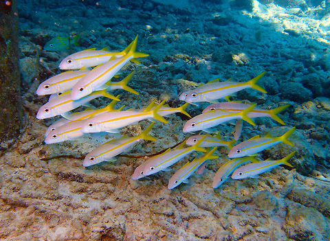 Yellow Goat Fish Sep 14, 2017. Buddy's Pier.
Quite common in the Caribbean. Body pale tan with distinctive yellow stripe from eye to caudal fin; tail yellow. Less brightly colored than other similar species and is the only one with a single yellow stripe along side.
Forms schools with the smallmouth grunt (Haemulon chrysargyreum), an association regarded as social protective mimicry. 
Yellow goatfish are benthic feeders, using a pair of long chemosensory barbels ("whiskers") protruding from their chins to rifle through the sediments in search of a meal. They usually feed on smaller fish, hunting in a school during the day, and alone at night. Caribbean Netherlands,Geotagged,Mulloidichthys martinicus,Summer,Yellow goatfish