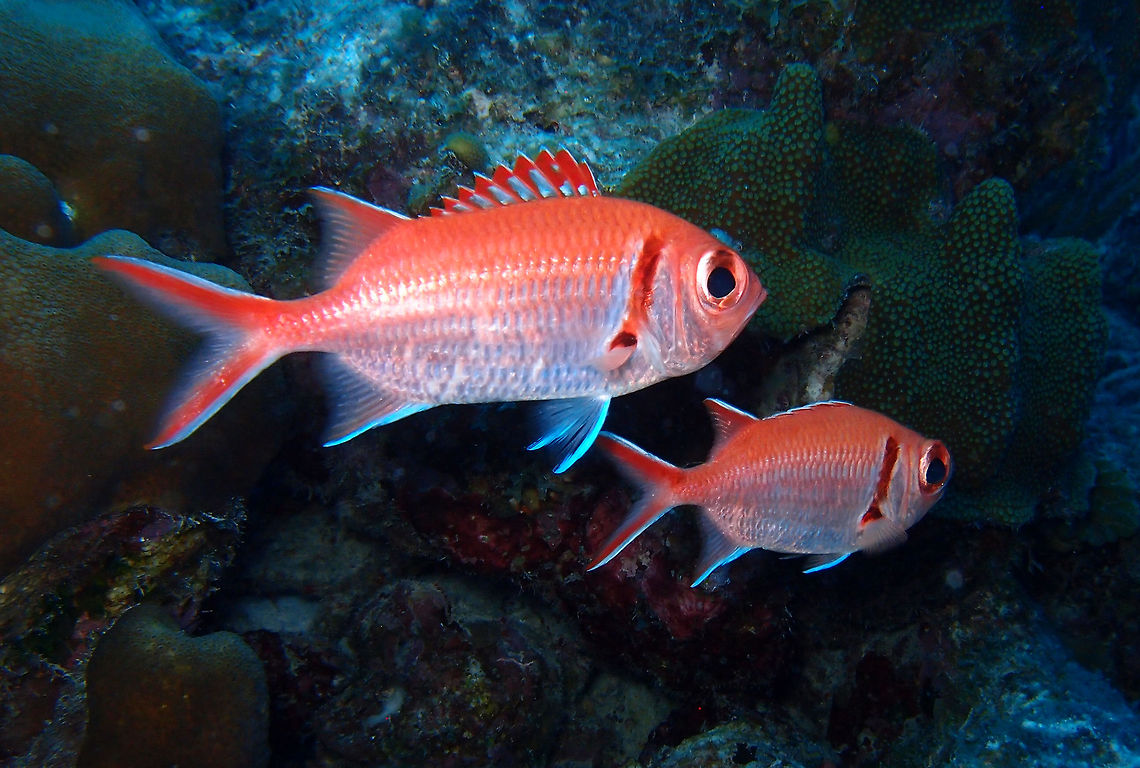 Blackbar Soldierfish Sep 11, 2017. Oil Slick Leap dive site, Bonaire.<br />
Can reach 25 cm. <br />
Soft dorsal and anal fins covered with scales. Dark brown vertical bar runs along gill opening to pectoral fin. Body deep, compressed and robust; reddish above, paling to silvery below. Spinous dorsal fin with red and white markings. Edges of all fins are white. Preopercular spine not prominent. Lobes of caudal, soft dorsal and anal fins pointed. <br />
Found from shallow coral reefs to offshore deeper waters. A nocturnal species aggregating around coral reefs and deeper rocky reefs. Feeds mainly on planktonic organisms. Occasionally found swimming upside down.<br />
<a href="http://www.fishbase.org/summary/myripristis-jacobus.html" rel="nofollow">http://www.fishbase.org/summary/myripristis-jacobus.html</a> Blackbar soldierfish,Caribbean Netherlands,Geotagged,Myripristis jacobus,Summer