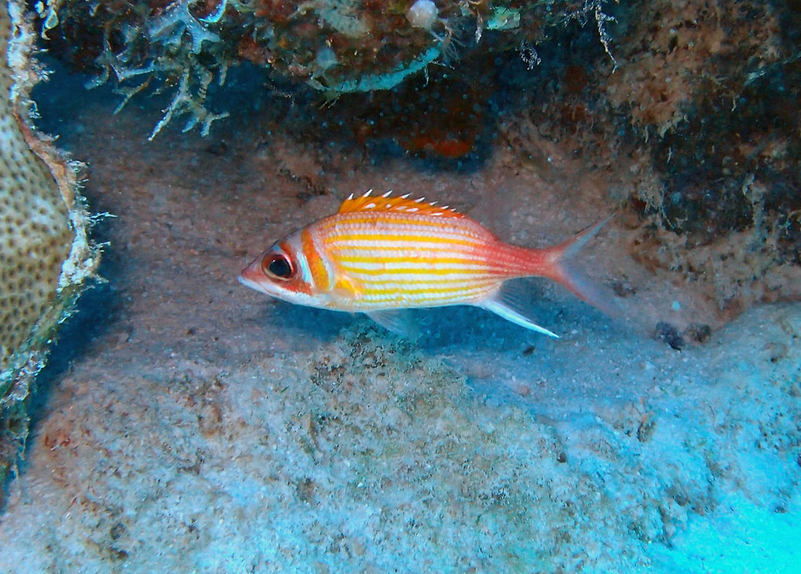 Longjaw squirrelfish Sep 13, 2017. Dive site Weber's Joy/Witches Hut, Bonaire.<br />
Body striped with red, yellow and silver; often anterior third of body more yellow than remainder. Third anal ray spine very long and stout. Body slender, spiny dorsal fin with broad yellow band along middle and lower sides. Max length : 18.0 cm.<br />
<a href="http://www.fishbase.org/summary/3249" rel="nofollow">http://www.fishbase.org/summary/3249</a> Caribbean Netherlands,Geotagged,Longjaw squirrelfish,Neoniphon marianus,Summer