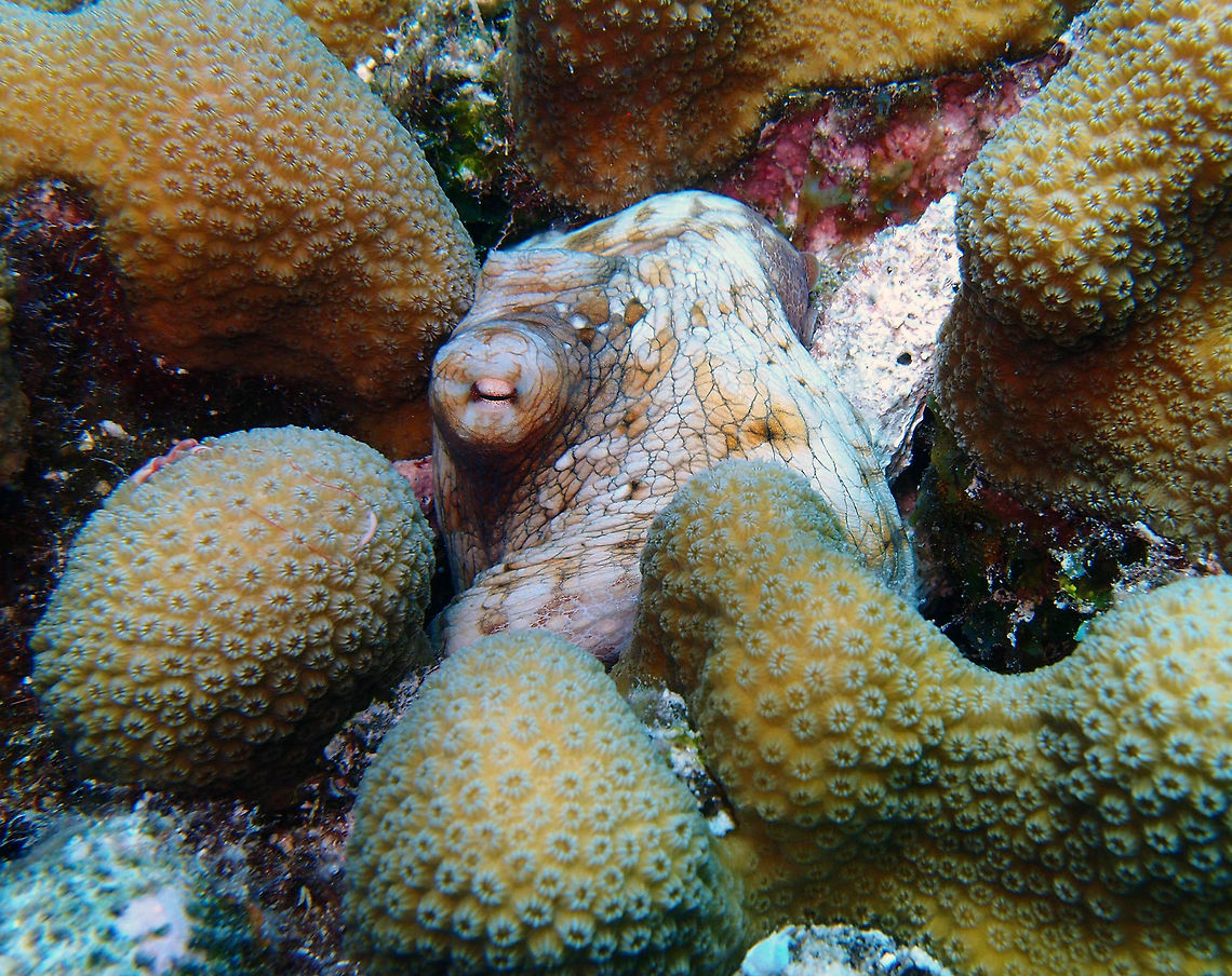 Common octopus Sep 12, 2017. Dive site Alice in Wonderland.<br />
This octopus gave as a magnificent lesson on camouflage! Caribbean Netherlands,Common octopus,Geotagged,Octopus vulgaris,Summer