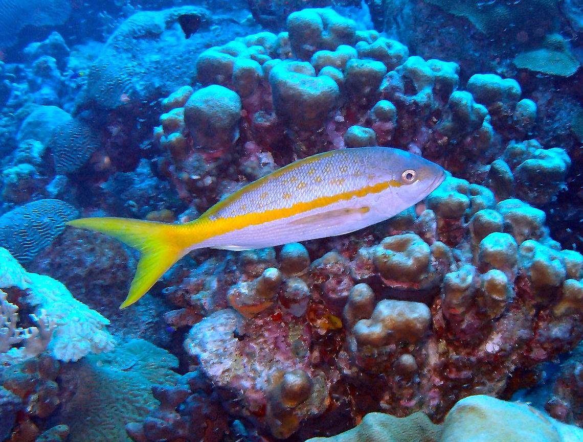 Yellowtail snapper Sep 15, 2017. Sharon's Serenity, Klein Bonaire.<br />
Head relatively small, lower jaw projecting slightly beyond the upper. Scale rows on back rising obliquely above lateral line. Back and upper sides blue to violet with scattered yellow spots. A prominent mid-lateral yellow band running from the snout to the caudal fin base. The lower sides and belly whitish with narrow reddish and yellow stripes; the dorsal and caudal fins yellow; the anal and pelvic fins whitish. <br />
Adults inhabit coastal waters, mostly around coral reefs. Usually seen well above the bottom, frequently in aggregations. They feed on a combination of plankton and benthic animals including fishes, crustaceans, worms, gastropods and cephalopods, mainly at night. Young individuals are usually found over weed beds. They feed primarily on plankton. Spawning occurs throughout the year, with peaks at different times in different areas. Marketed fresh and frozen. Has been reared in captivity. <br />
<a href="http://www.fishbase.org/summary/188" rel="nofollow">http://www.fishbase.org/summary/188</a> Caribbean Netherlands,Geotagged,Ocyurus chrysurus,Summer,Yellowtail snapper