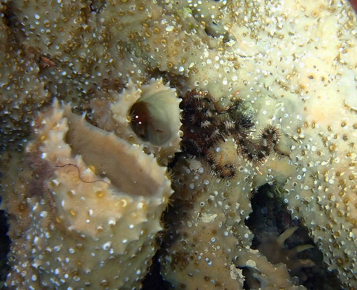 Spiny Ophiocoma Brittle Star Sep 13, Bari Reef, night dive, Bonaire.<br />
This picture was aimed at the shy brittle star; however, notice those bright eyes inside the coral tube..I think is a crab! ..a shame I ddi not notice it at that moment. And below the coral in the right below part of the picture i think there is a conch sea snail.<br />
Anyway, description on the brittle: One of the larger brittle stars, Ophiocoma echinata can measure up to 32 mm in disk diameter and 150 mm in arm length. The spiny brittle star shares the characteristic body plan of echinoderms, with 5 arms that are well defined from the central disk. The aboral, or top, side of the star is dark brown and sometimes mottled with lighter hues. The arms are usually banded in shades of brown and the oral, or bottom, surface is white in color. The central disk is granular and exhibits a scalloped border. The mouth is located on the oral surface and consists of 5 triangular jaws, each with a central column of teeth. The arms extend out from the muscular jaws and are covered by 4 rows of shields, or calcareous plates. Each arm joint has a vertical row of 4 spines on either side. The length of the spines decease towards the tip of the arm and the spine closest to the mouth is club-shaped. Unlike the asteroids (sea stars), brittle stars have no umbulacral groove and lack the suction apparatus on the podia of the oral surface on the arms.<br />
<a href="http://animaldiversity.org/accounts/Ophiocoma_echinata/" rel="nofollow">http://animaldiversity.org/accounts/Ophiocoma_echinata/</a> Caribbean Netherlands,Geotagged,Ophiocoma echinata,Spiny ophiocoma,Summer