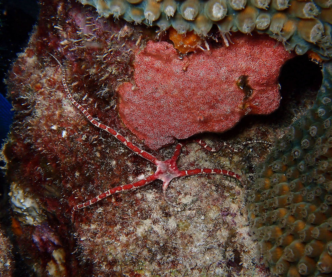 Rubby Brittle Star Sep 13, 2017. During night dive in Bari Reef.<br />
It was observed in a coral wall drop off, at probably about 25-30 m depth.<br />
Interestingly it seems to have lost an arm and is regrowing it. Caribbean Netherlands,Geotagged,Ophioderma rubicundum,Ruby brittle star,Summer