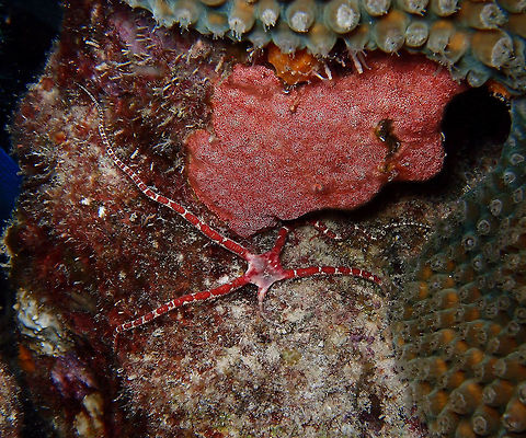Ruby brittle star