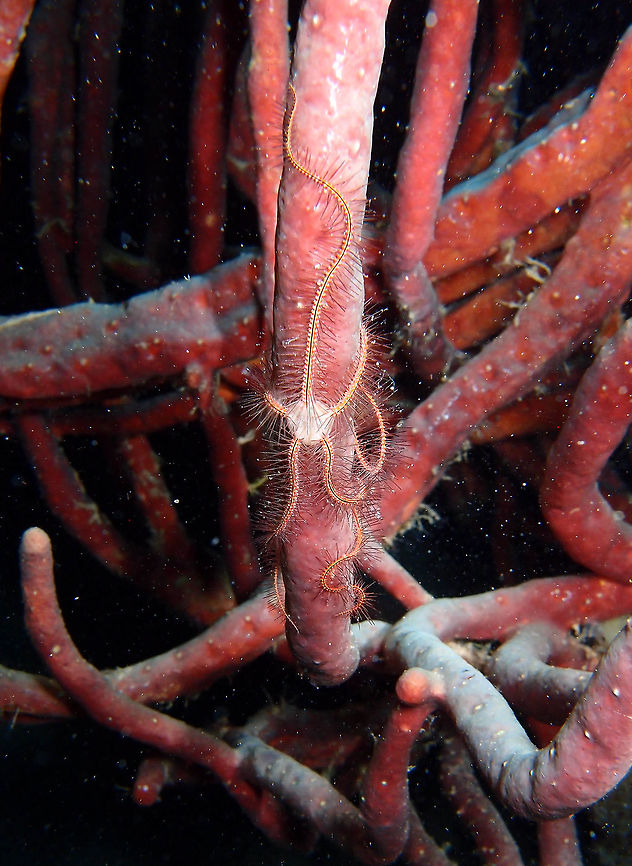 Suenson's brittle star Sep 13, 2017, night dive in Bari Reef, Bonaire. Also in the coral drop off at 25-30 m.<br />
Long slender arms with a distinct central disc. The arms are covered with numerous long, thin, glassy spines. The color is lavender, pink, yellow or red. Along the length of the arms is a thin, dark line. The color of the disc may be different from the color of the arms.<br />
Size: up to 25 cm from arm tip to arm tip.<br />
Habitat:<br />
Lives in and among sponges, gorgonians and fire corals.<br />
Depth: ranges from 3 m down to 40 m.<br />
Distribution:<br />
Common all over the Caribbean.<br />
<a href="http://species-identification.org/species.php?species_group=caribbean_diving_guide&amp;id=390" rel="nofollow">http://species-identification.org/species.php?species_group=caribbean_diving_guide&amp;id=390</a> Caribbean Netherlands,Geotagged,Ophiothrix suensoni,Summer