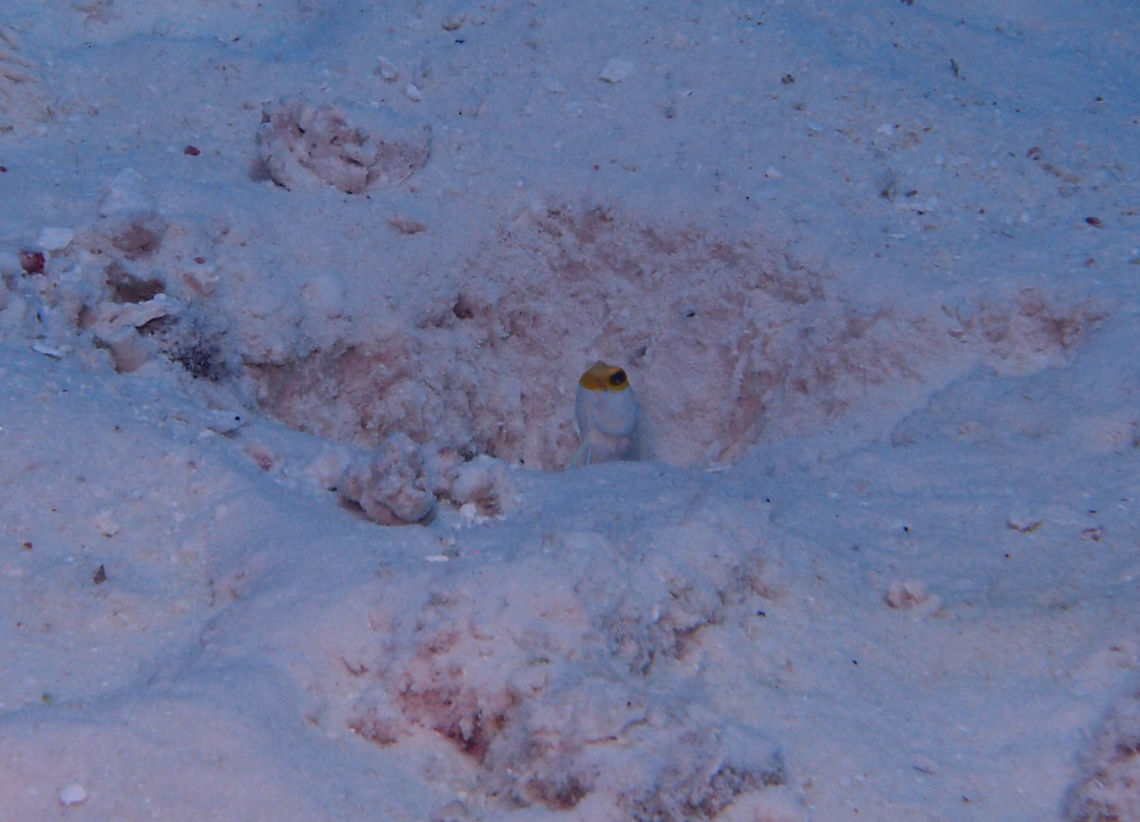 Yellowhead Jawfish Sep 15, 2017. Dive in Tori's Reef, Bonaire.<br />
These guys are very difficult to photograph as they quickly retreat into their sand burrows when they see you.<br />
 Caribbean Netherlands,Geotagged,Opistognathus aurifrons,Summer,Yellow-headed jawfish