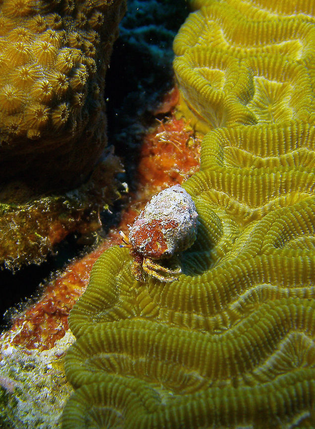 Caribbean Blue-Eyed Hermit Crab Sep 11, 2017. Oil Slick Leap, Bonaire.<br />
Only a one or few cm. Very small. Blue-Eyed Hermit Crab,Caribbean Netherlands,Geotagged,Paguristes sericeus,Summer
