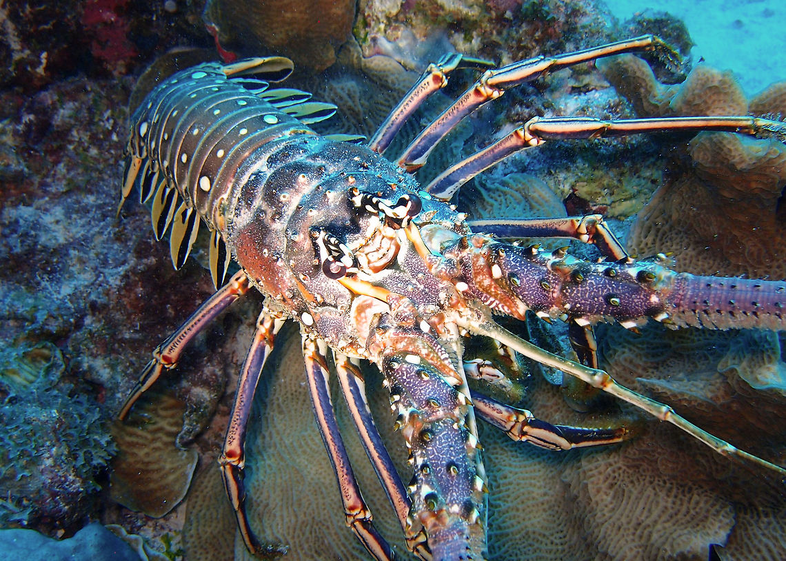 Caribbean Spiny Lobster Sep 13, 2017. Seen in the dive site Weber&#039;s Joy/Witches Hut,<br />
Very big and violaceus color, a real beauty. Caribbean Netherlands,Caribbean spiny lobster,Geotagged,Panulirus argus,Summer