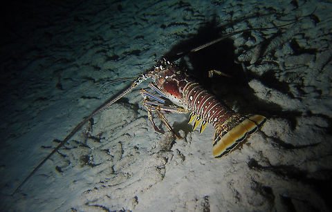 Caribbean Spiny Lobster Sep 13, 2017. This one was seen migrating in a sand bottom during a night dive in Bari Reef. She was in danger as there was many tarpoons circling the place. Caribbean Netherlands,Caribbean spiny lobster,Geotagged,Panulirus argus,Summer