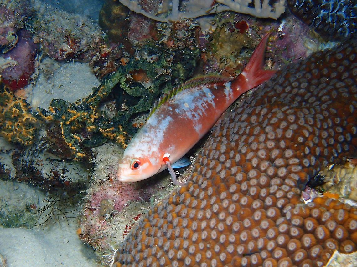 Creole-Fish Sep 13, 2017. Night dive in Bari Reef, Bonaire.<br />
Description:<br />
Body elongated, with a forked tail. Varies from olive to bright reddish brown, occasionally with a purplish cast, belly pale salmon. Three light spots along the back and a bright red spot at the base of the pectoral fin.<br />
Size up to 30 cm.<br />
<br />
Habitat:<br />
Inhabit coral reefs and hard bottom areas, down to 50 m. Observed in feeding aggregations well above the reef. Feeds mainly in midwater on zooplankton. Retreats instantly when alarmed.<br />
Distribution:<br />
Rare Florida, Bahamas and northern Caribbean, common central and southern Caribbean.<br />
<a href="http://species-identification.org/species.php?species_group=caribbean_diving_guide&id=243" rel="nofollow">http://species-identification.org/species.php?species_group=caribbean_diving_guide&id=243</a> Caribbean Netherlands,Creole-fish,Geotagged,Paranthias furcifer,Summer