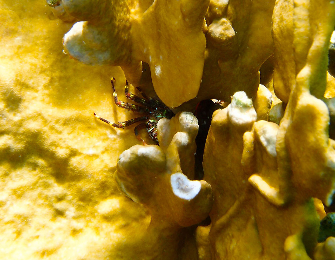 Nimble Spray Crab Sep 14, 2017. Buddy&#039;s Pier.<br />
Hiding in fire coral encrusted in the pier&#039;s wall. Caribbean Netherlands,Geotagged,Percnon gibbesi,Summer