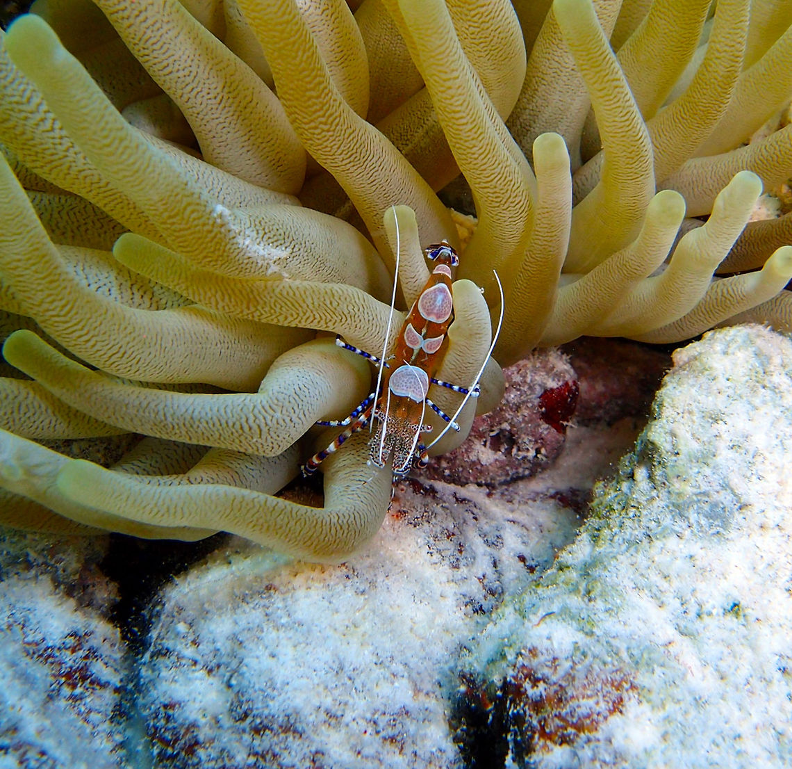 Spotted Cleaner Shrimp Sep 15, 2017. Tori's Reef.<br />
Associated to the anemone Condylactis gigantea. Caribbean Netherlands,Geotagged,Periclimenes yucatanicus,Spotted cleaner shrimp,Summer