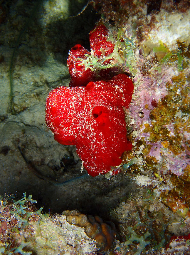 Encrusting Red Sponge Sep 13, night dive in Bari Reef, Bonaire.<br />
Coral drop-off wall (25-30 m). Caribbean Netherlands,Encrusting Red Sponge,Geotagged,Phorbas amaranthus,Summer