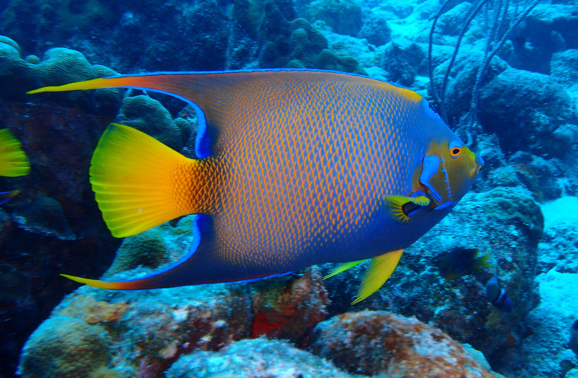 Queen Angelfish Sep 10, Buddy&#039;s Reef dive site, Bonaire.<br />
Tail and pectoral fins entirely yellow. Black spot on forehead has electric blue spots and is surrounded by narrow, electric blue ring. Large blue spot at base of pectoral fin. Adults develop short spines on the margin. The color of large adults is purplish blue with yellow-orange rims to the scales; head above eye dark blue, below greenish yellow; mouth, chin, throat, chest and abdomen purplish blue.<br />
Found on coral reefs. Generally occurs solitarily or in pairs. Moves gracefully between seafans, seawhips, and corals. The species feeds almost exclusively on sponges supplemented by small amounts of algae, tunicates, hydroids and bryozoans. Young pick ectoparasites from other fishes.<br />
<a href="http://www.fishbase.org/summary/3609" rel="nofollow">http://www.fishbase.org/summary/3609</a> Caribbean Netherlands,Geotagged,Holacanthus ciliaris,Queen Angelfish,Summer