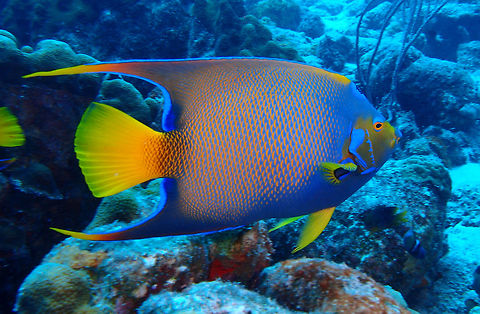 Queen Angelfish Sep 10, Buddy's Reef dive site, Bonaire.
Tail and pectoral fins entirely yellow. Black spot on forehead has electric blue spots and is surrounded by narrow, electric blue ring. Large blue spot at base of pectoral fin. Adults develop short spines on the margin. The color of large adults is purplish blue with yellow-orange rims to the scales; head above eye dark blue, below greenish yellow; mouth, chin, throat, chest and abdomen purplish blue.
Found on coral reefs. Generally occurs solitarily or in pairs. Moves gracefully between seafans, seawhips, and corals. The species feeds almost exclusively on sponges supplemented by small amounts of algae, tunicates, hydroids and bryozoans. Young pick ectoparasites from other fishes.
http://www.fishbase.org/summary/3609 Caribbean Netherlands,Geotagged,Holacanthus ciliaris,Queen Angelfish,Summer