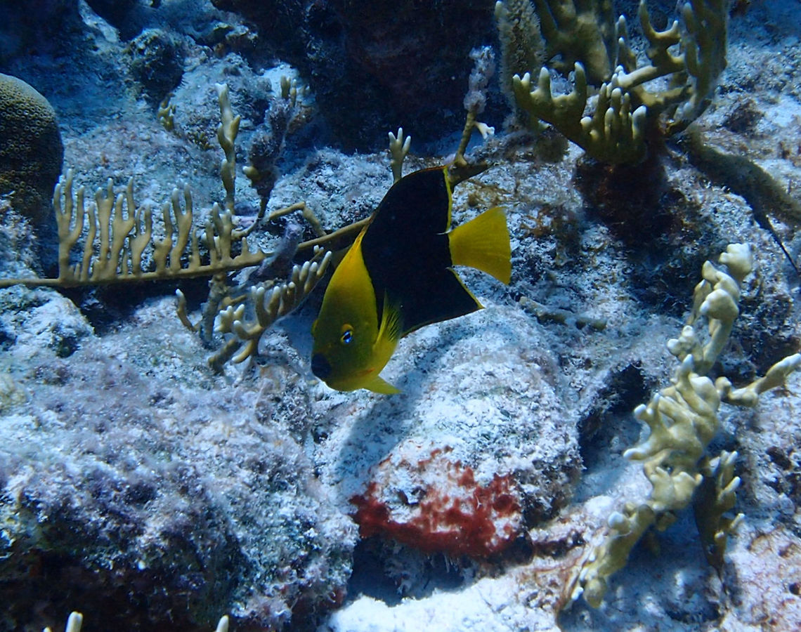 Rock Beauty Sep 12, 2017. Dive site Alice in Wonderland.<br />
Can reach 35 cm but commonly is 30 cm long. Front of body yellow; remaining parts of body, dorsal fin, and front of anal fin black. Caudal fin entirely yellow. Front margin of anal fin and edge of gill cover orange; bright blue on upper and lower part of iris. The young of about an inch in length are entirely yellow except for a blue-edged black spot on the upper side of the body posterior to the midpoint; with growth the black spot soon expands to become the large black area covering most of the body and dorsal and anal fins. Inhabits rock jetties, rocky reefs and rich coral areas. Juveniles often associated with fire corals. Feeds on tunicates, sponges, zoantharians and algae. <br />
<a href="http://www.fishbase.org/summary/3610" rel="nofollow">http://www.fishbase.org/summary/3610</a> Caribbean Netherlands,Geotagged,Holacanthus tricolor,Rock beauty,Summer