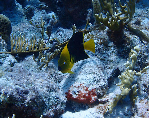 Rock Beauty Sep 12, 2017. Dive site Alice in Wonderland.
Can reach 35 cm but commonly is 30 cm long. Front of body yellow; remaining parts of body, dorsal fin, and front of anal fin black. Caudal fin entirely yellow. Front margin of anal fin and edge of gill cover orange; bright blue on upper and lower part of iris. The young of about an inch in length are entirely yellow except for a blue-edged black spot on the upper side of the body posterior to the midpoint; with growth the black spot soon expands to become the large black area covering most of the body and dorsal and anal fins. Inhabits rock jetties, rocky reefs and rich coral areas. Juveniles often associated with fire corals. Feeds on tunicates, sponges, zoantharians and algae. 
http://www.fishbase.org/summary/3610 Caribbean Netherlands,Geotagged,Holacanthus tricolor,Rock beauty,Summer