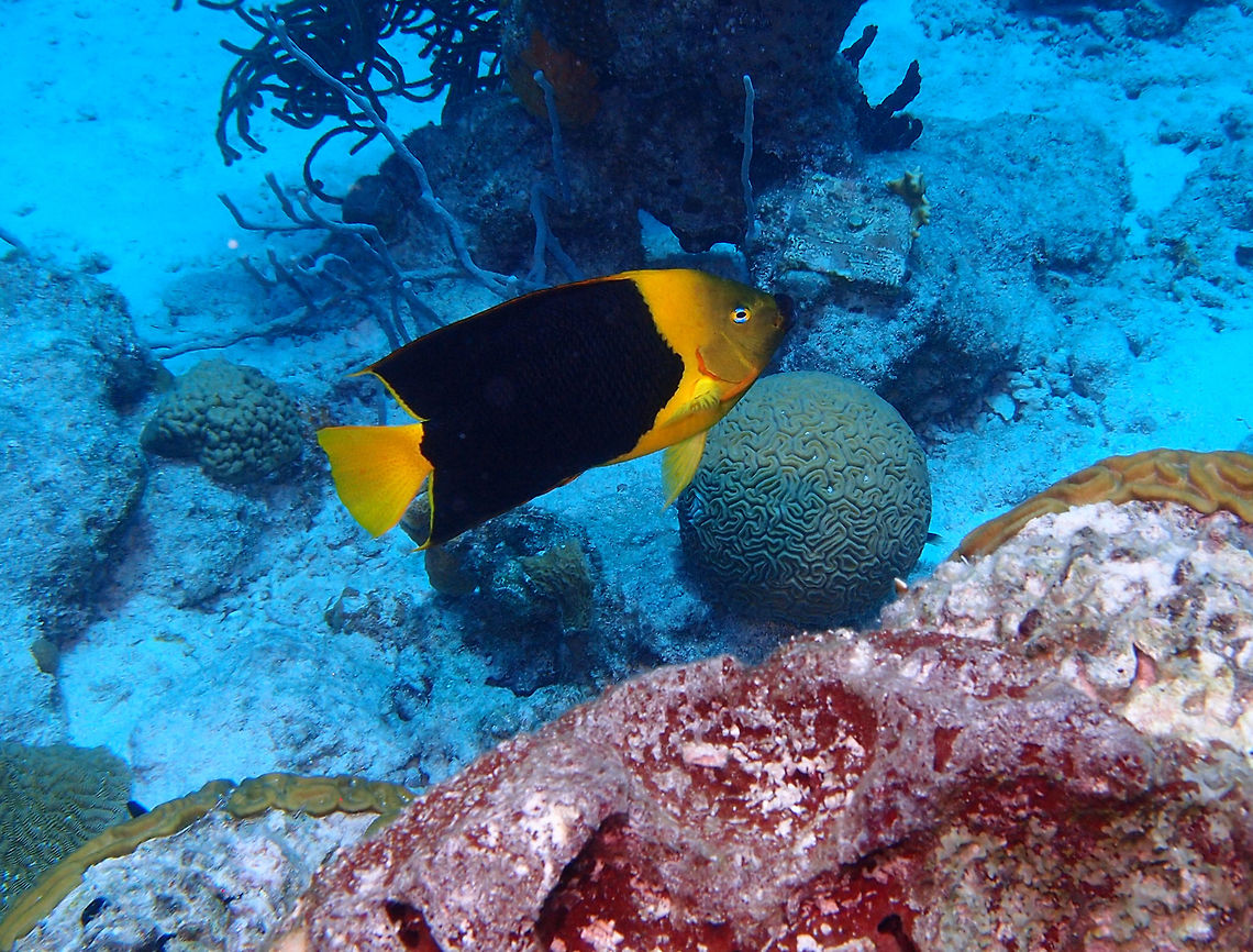 Rock Beauty Sep 14, 2017.<br />
In the dive site area of La Machaca, Bonaire. A second spotting to show the lateral of the fish. Caribbean Netherlands,Geotagged,Holacanthus tricolor,Rock beauty,Summer