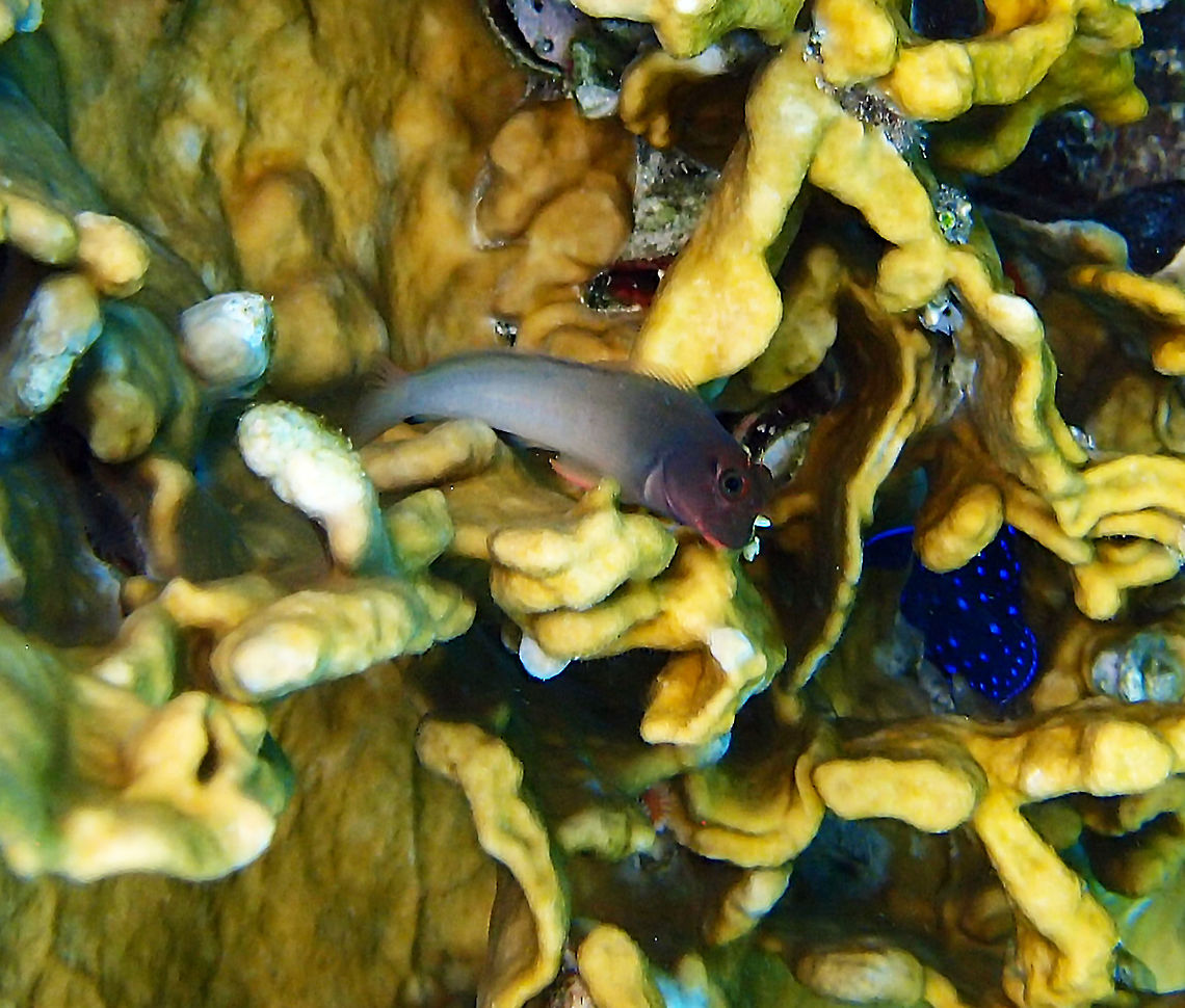 Redlip blenny Sep 14, 2017. Buddy's Pier, Bonaire. Hiding in a fire coral encrusted in the pier's wall. Ophioblennius atlanticus,Redlip blenny