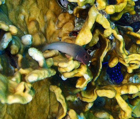 Redlip blenny Sep 14, 2017. Buddy's Pier, Bonaire. Hiding in a fire coral encrusted in the pier's wall. Ophioblennius atlanticus,Redlip blenny