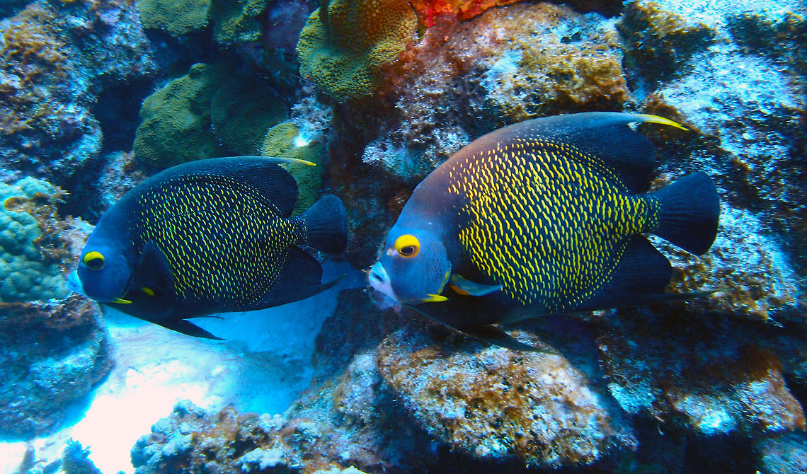 French Angelfish - Adults Sep 12, 2017. Alice in Wonderland, Bonaire.<br />
Seen in other dive sites of the island as well.<br />
Can reach 40 cm but normally are about 28 cm long.<br />
Black, the scales of the body , except those at front from nape to abdomen, rimmed with golden yellow; a broad orange-yellow bar at pectoral absent; dorsal filament yellow; chin whitish; outer part of iris yellow; eye narrowly rimmed below with blue. Monogamous. Spawning pairs are strongly territorial, with usually both members vigorously defending their areas against neighboring pairs.<br />
<a href="http://www.fishbase.org/summary/1118" rel="nofollow">http://www.fishbase.org/summary/1118</a> Caribbean Netherlands,French Angelfish,Geotagged,Pomacanthus paru,Summer