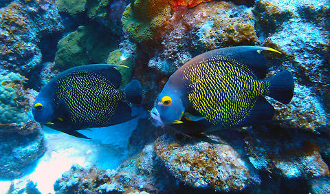 French Angelfish - Adults Sep 12, 2017. Alice in Wonderland, Bonaire.
Seen in other dive sites of the island as well.
Can reach 40 cm but normally are about 28 cm long.
Black, the scales of the body , except those at front from nape to abdomen, rimmed with golden yellow; a broad orange-yellow bar at pectoral absent; dorsal filament yellow; chin whitish; outer part of iris yellow; eye narrowly rimmed below with blue. Monogamous. Spawning pairs are strongly territorial, with usually both members vigorously defending their areas against neighboring pairs.
http://www.fishbase.org/summary/1118 Caribbean Netherlands,French Angelfish,Geotagged,Pomacanthus paru,Summer