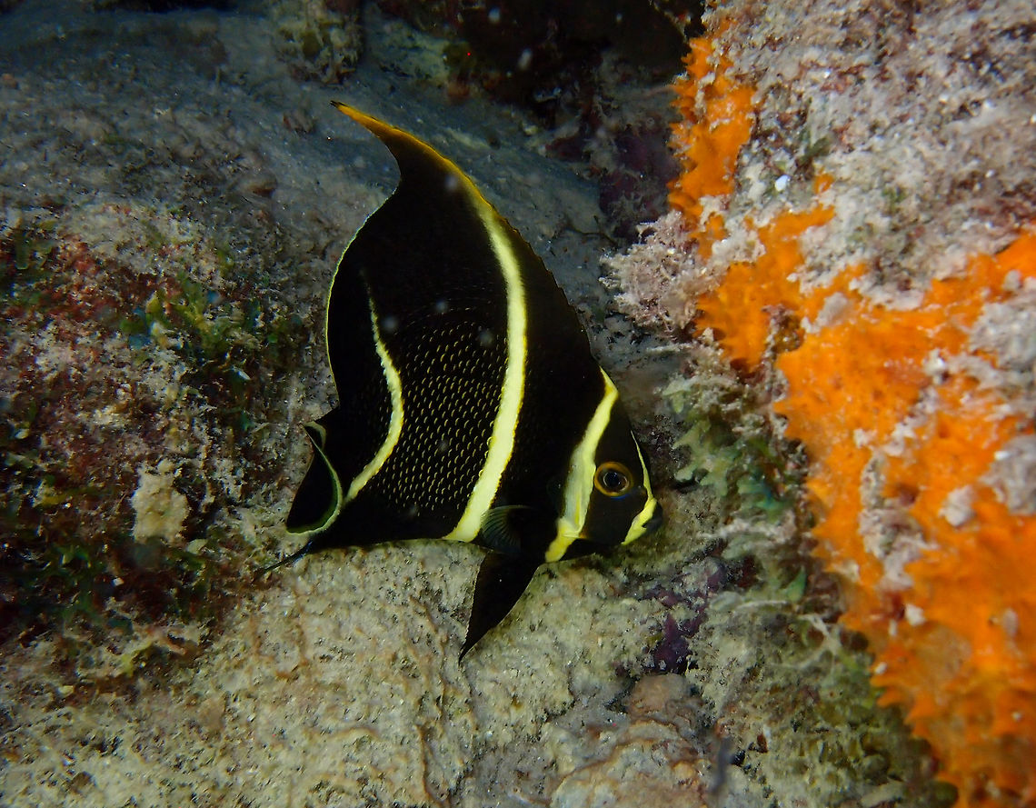French Angelfish - juvenile Sep 13, 2017. Night dive in Bari Reef, Bonaire.<br />
This is a juvenile which shows a different pattern than the adult (previous spotting).  French Angelfish,Pomacanthus paru