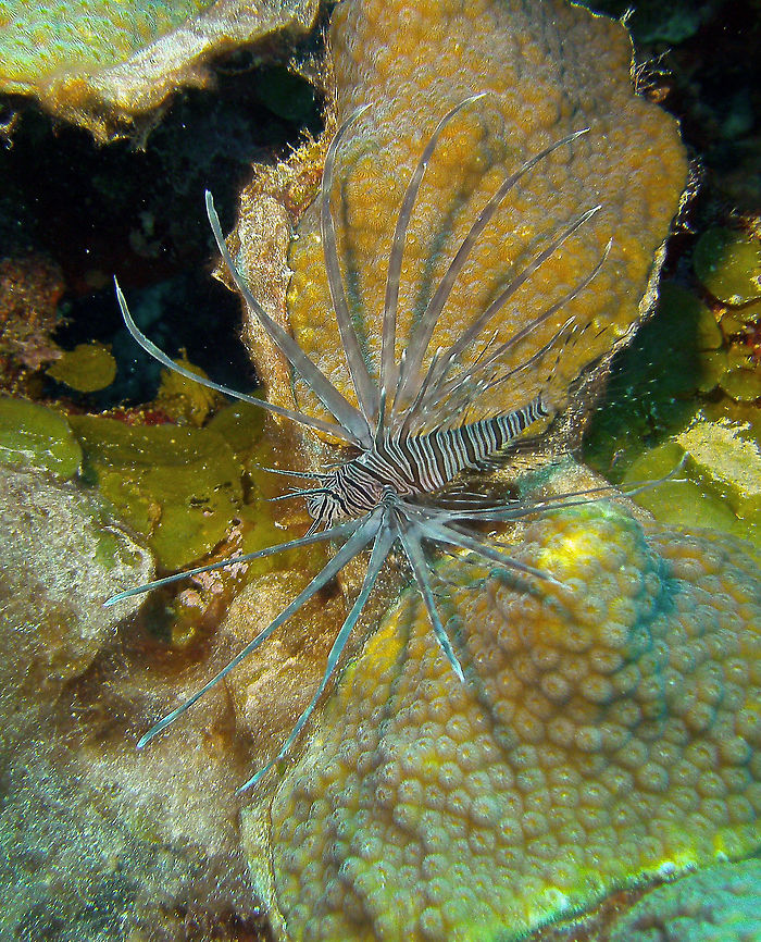Common Lionfish (juvenile) Sep 11, 2017. In 1000 Steps, Bonaire. The juvenile is more greyish and has longer spines.<br />
Lionfishes are found in different places of Bonaire. It is not a happy sight as they do not belong to this ecosystem and are responsible for decimating populations of the resident gobies and blennies, among other little fishes. For such reason they are actively hunted. As always, it is human&#039;s fault that they are now widespread in the Caribbean because of being released from acquaria where they were grown as pets. Caribbean Netherlands,Geotagged,Pterois volitans,Red lionfish,Summer