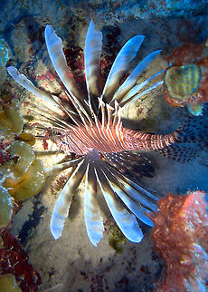 Common Lionfish - adult Sep 12, 2017. Seen in dive site Andrea I in Bonaire. Comparing with the previous spotting the adult has shorter but thicker spines and a thicker more reddish body. Caribbean Netherlands,Geotagged,Pterois volitans,Red lionfish,Summer