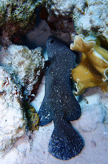 Greater Soapfish Sep 15, 2017. Seen in Tori's Reef, Bonaire.
Apparently they release foamy mucus when disturbed, reason why they are called soapfish. Caribbean Netherlands,Geotagged,Greater soapfish,Rypticus saponaceus,Summer
