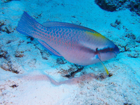 Striped Parrotfish - Scarus iseri (male) Sep 12, 2017. Alice in Wonderland dive site, Bonaire.
 Caribbean Netherlands,Geotagged,Scarus iseri,Striped parrotfish,Summer