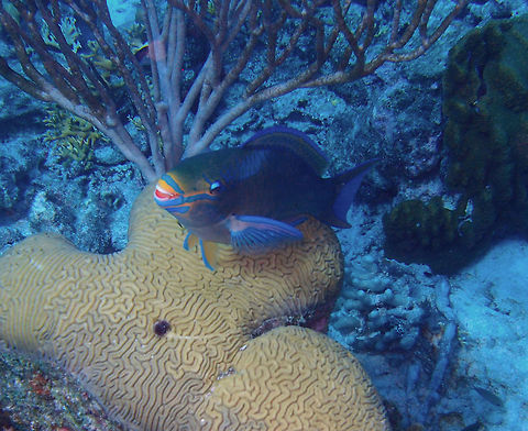 Princess Parrotfish (Terminal Phase) Sep 12, 2017. Seen In Angel City dive site, Bonaire.
An smiley one. Caribbean Netherlands,Geotagged,Princess parrotfish,Scarus taeniopterus,Summer
