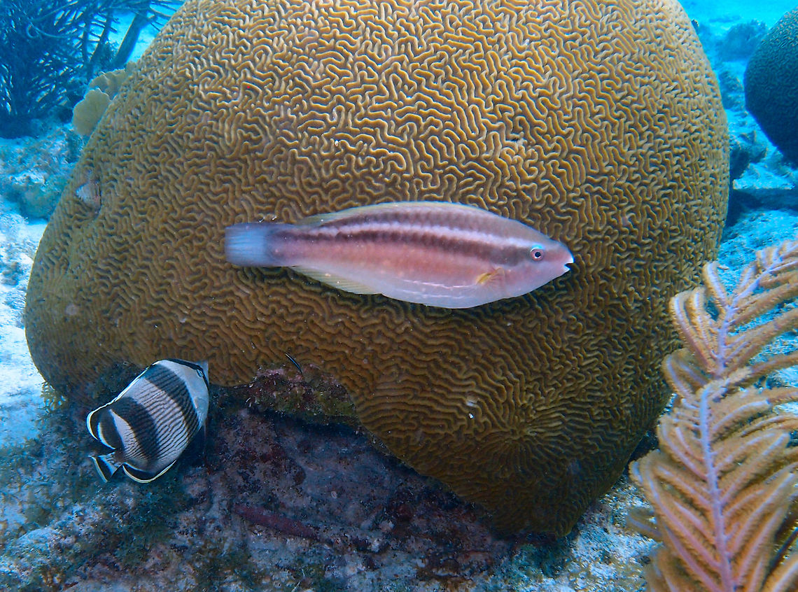 Princess Parrotfish (Initial Phase) Sep 13, 2017. Buddy's Reef dive site.<br />
For several species of parrotfish there is an initial phase of development where they are females and a later stage when they become males. Caribbean Netherlands,Geotagged,Princess parrotfish,Scarus taeniopterus,Summer