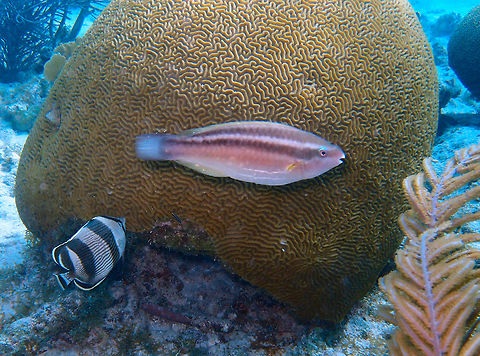 Princess Parrotfish (Initial Phase) Sep 13, 2017. Buddy's Reef dive site.
For several species of parrotfish there is an initial phase of development where they are females and a later stage when they become males. Caribbean Netherlands,Geotagged,Princess parrotfish,Scarus taeniopterus,Summer