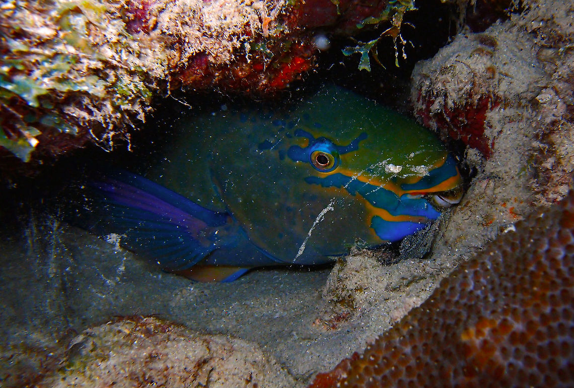 Queen Parrotfish (male; terminal phase) Sep 13, 2017. Seen during a night dive in Bari Reef,<br />
These parrotfishes secrete a protective mucus cocoon around themselves at night to sleep as you can see here. It is like a transparent bed sheet. Caribbean Netherlands,Geotagged,Queen parrotfish,Scarus vetula,Summer