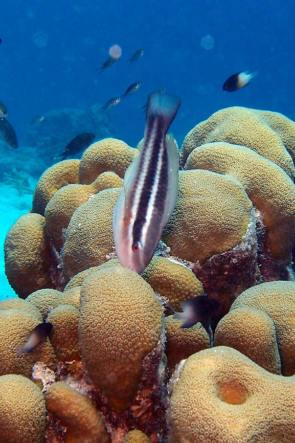 Queen Parrotfish (female; initial phase) Sep 10, 2017. Buddy's Reef, Bonaire. <br />
 Caribbean Netherlands,Geotagged,Queen parrotfish,Scarus vetula,Summer