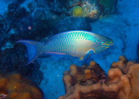 Queen Parrotfish (male; terminal phase) Sep 11, 2017. Oil Slick Leap, Bonaire.
A full-body, final phase (male) spotting. Caribbean Netherlands,Geotagged,Queen parrotfish,Scarus vetula,Summer