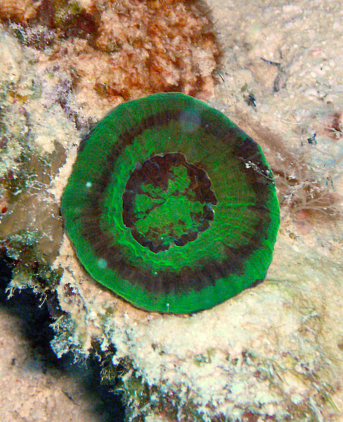 Artichoke Coral Sep 13, 2017. Oil Slick Leap dive site, Bonaire.<br />
They are electric green and fluoresce at night under UV light. Artichoke Coral,Caribbean Netherlands,Geotagged,Scolymia cubensis,Summer
