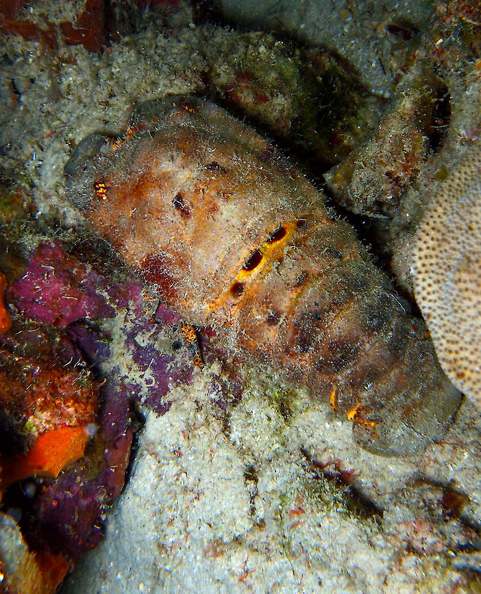 Spanish Slipper Lobster Sep 13, 2017. Night dive in Bari Reef, Bonaire.<br />
Description:<br />
The animal has a broadly oval shape, because the antennae are flattened into plates and the legs are short compared with real lobsters. No tooth-like spines at the edges of the antennae. Body and appendages are yellowish to reddish with brown splotches. Main feature is a horseshoe shaped black spot just behind the carapace on the first tail segment. It is flanked by two more black spots. The center of this horseshoe shaped spot may be bright yellow. When the carapace is covering part of the spot, it may look like two separate spots.<br />
Maximum total body length over 30 cm; carapace length up to about 12 cm.<br />
Habitat:<br />
Depth range from 0.6 to 180 m, usually between 0.6 and 64 m; on a substrate of sand or rocks, often on the outer reefs. The animals are sluggish and nocturnal and feed on (dead) animals, detritus, etc. They bury themselves in the sand.<br />
Distribution:<br />
All throughout the Caribbean.<br />
Remarks:<br />
Nocturnal.<br />
<a href="http://species-identification.org/species.php?species_group=caribbean_diving_guide&amp;id=135" rel="nofollow">http://species-identification.org/species.php?species_group=caribbean_diving_guide&amp;id=135</a> Caribbean Netherlands,Geotagged,Scyllarides aequinoctialis,Summer