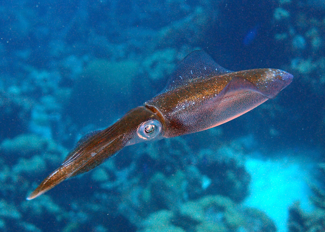 Caribbean Reef Squid Sep 14, 2017. Seen in The Sampler, Klein bonaire. <br />
It was part of a larger group. They swim parallel to each other and you can see how they communicate to each other by changing colors. Caribbean Netherlands,Caribbean reef squid,Geotagged,Sepioteuthis sepioidea,Summer