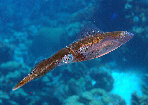 Caribbean reef squid