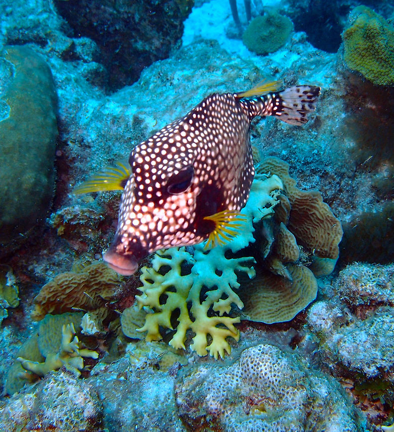 Smooth Trunkfish Sep 11, 2017. Andrea I dive site, Bonaire.<br />
This is a very pretty and lippy trunkfish often seen in Bonaire. Caribbean Netherlands,Geotagged,Lactophrys triqueter,Smooth trunkfish,Summer