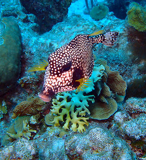 Smooth Trunkfish Sep 11, 2017. Andrea I dive site, Bonaire.
This is a very pretty and lippy trunkfish often seen in Bonaire. Caribbean Netherlands,Geotagged,Lactophrys triqueter,Smooth trunkfish,Summer