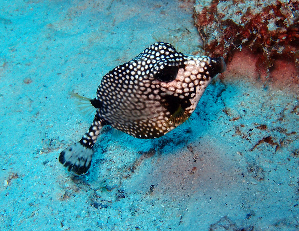 Smooth Trunkfish Sep 10, 2017. Buddy's Reef, Bonaire.<br />
Another beautiful trunkfish. Caribbean Netherlands,Geotagged,Lactophrys triqueter,Smooth trunkfish,Summer