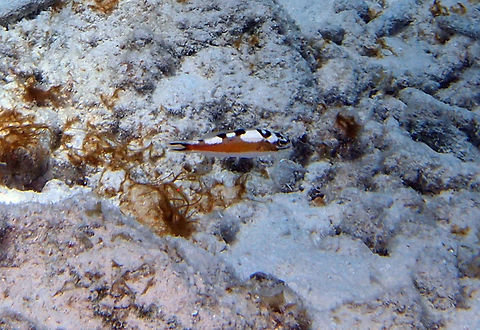 Tobaccofish Sep 12, 2017. Angel City, Bonaire.
8-15 cm. Body cylindrical and elongated. Midbody in shades of orange to brown. Back with alternating series of dark and white to yellow or salmon blotches (S. tabacarius). Belly white. Tail with a dark 'U' -shape.
Juveniles with more distinct markings.
Habitat:
Inhabits shallow rocky or coral bottoms with clear water. In groups on deeper reefs, down to 70 m. Tend to stay near the bottom. Synchronously hermaphroditic.
Distribution:
Common to occasional South Caribbean, Bahamas and Caribbean.
http://species-identification.org/species.php?species_group=caribbean_diving_guide&id=239 Caribbean Netherlands,Geotagged,Serranus tabacarius,Summer,Tobaccofish