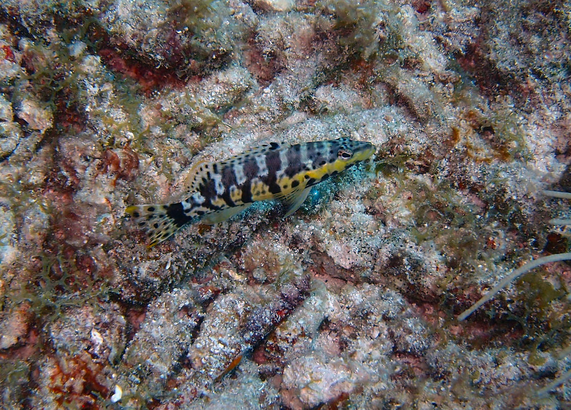 Harlequin Bass Sep 13, 2017. Weber'sJoy/Wiches Hut dive site, Bonaire.<br />
Snout long and pointed. Black stripes and bars forming irregular rectangles on body. <br />
Most common in areas with rock or scattered coral. Solitary or in pairs. Feeds mainly upon crustaceans. Synchronously hermaphroditic. Caribbean Netherlands,Geotagged,Serranus tigrinus,Summer