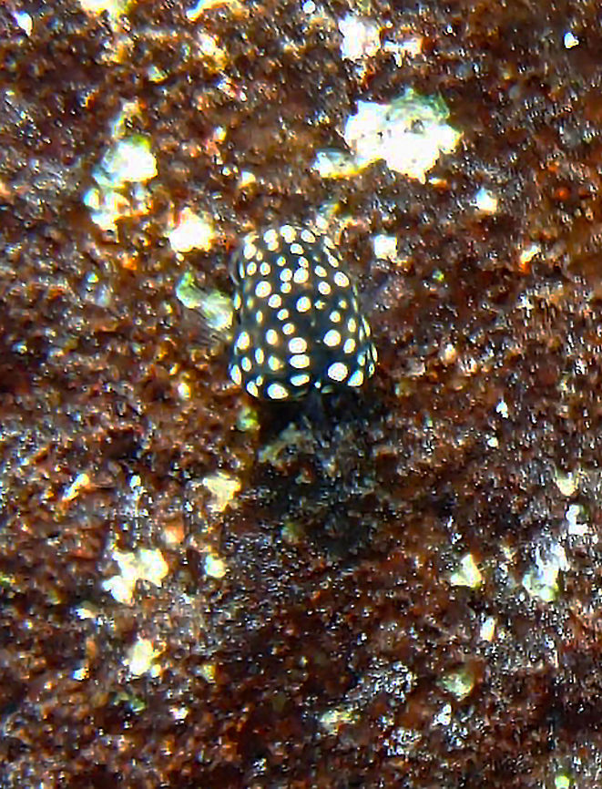 Baby Smooth Trunkfish Sep 14, 2017. Buddy&#039;s Pier, Bonaire.<br />
Just to show the baby of this pretty trunkfish that is maybe only 1-2 cm long. It was facing the wall but you can see one eye on the left side. Caribbean Netherlands,Geotagged,Lactophrys triqueter,Smooth trunkfish,Summer