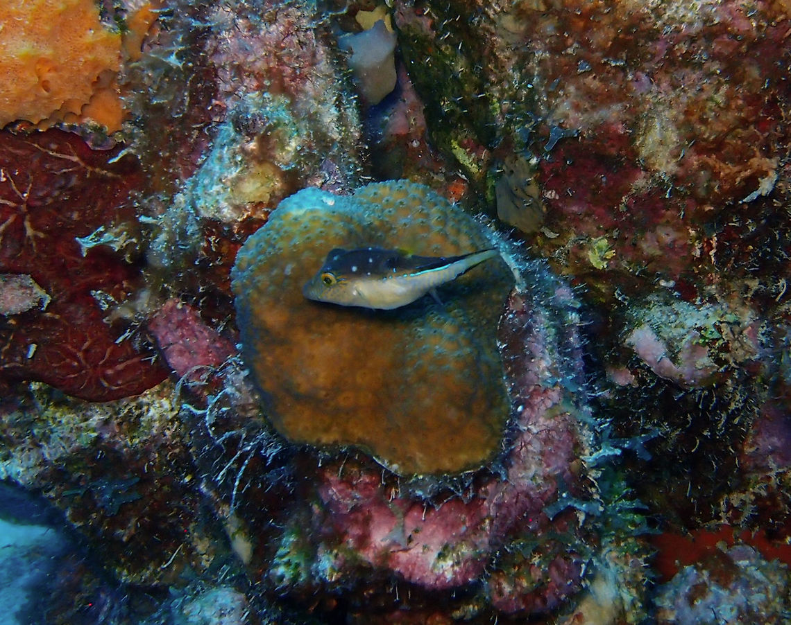 Caribbean sharp-nose puffer Sep 11, 2017. Andrea I dive site, Bonaire.<br />
A tiny pufferfish of just 5-10 cm long, a very fast swimmer and master of disguise. Canthigaster rostrata,Caribbean Netherlands,Caribbean sharp-nose puffer,Geotagged,Summer
